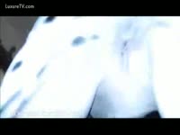 Dalmatian humps a soaked fur pie for joy